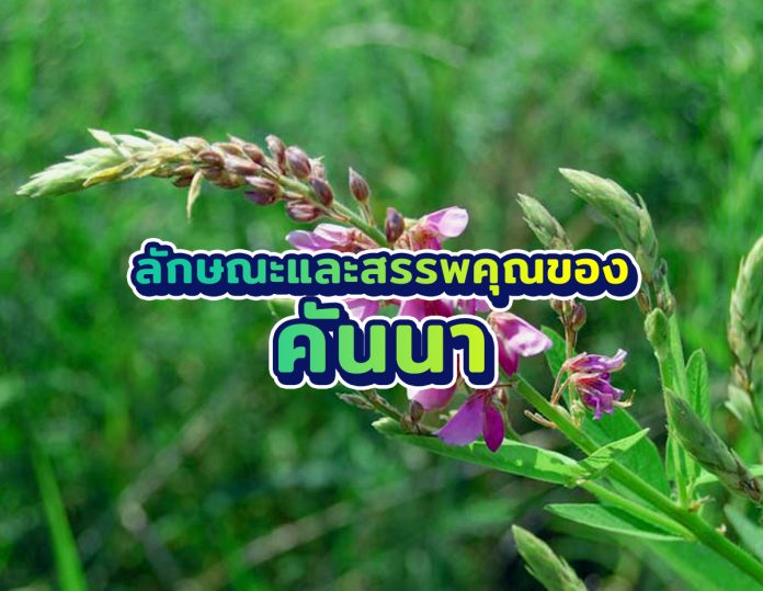 ขางคันนา