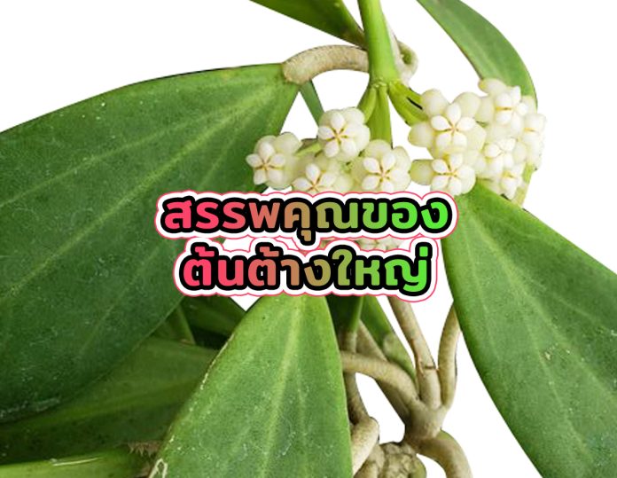 ต้นต้างใหญ่