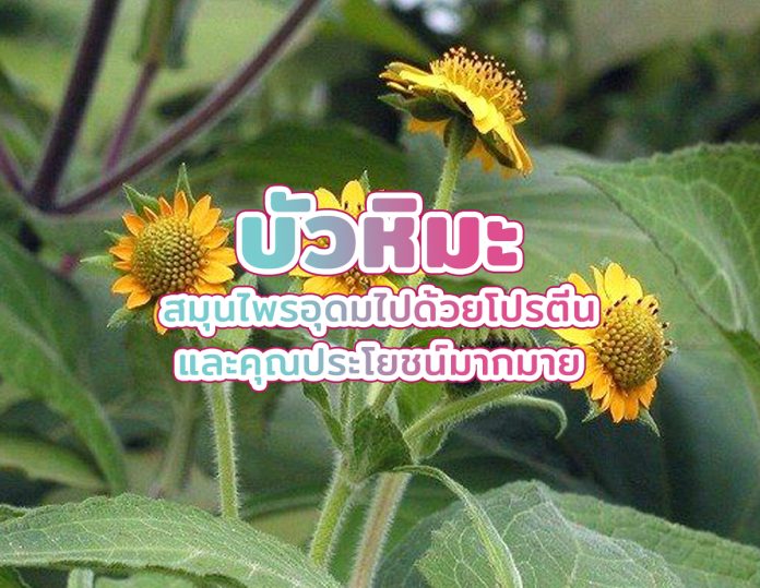 บัวหิมะ