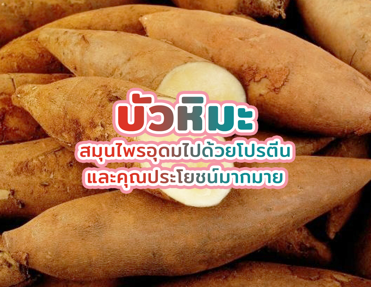 บัวหิมะ