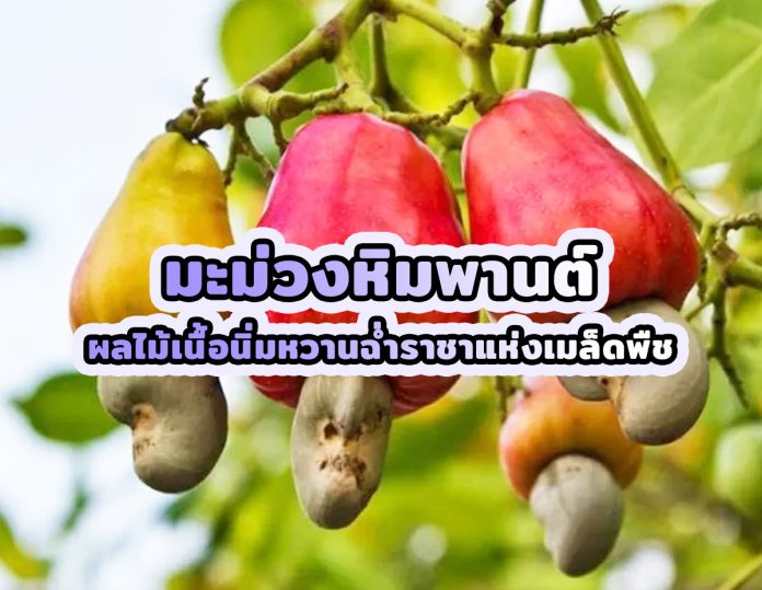 มะม่วงหิมพานต์