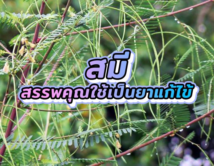 สมี