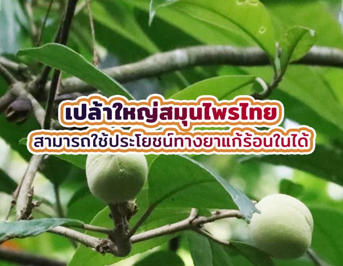 เปล้าใหญ่