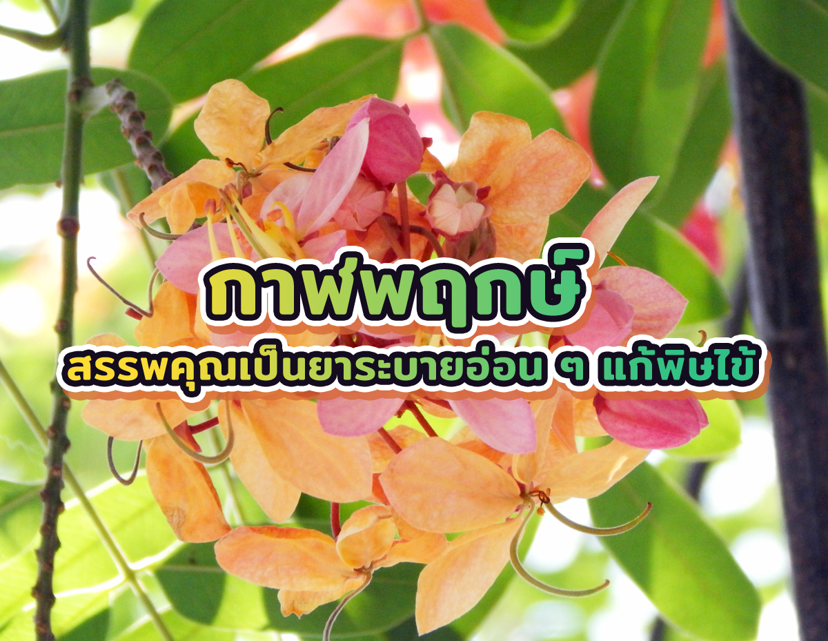 กาฬพฤกษ์