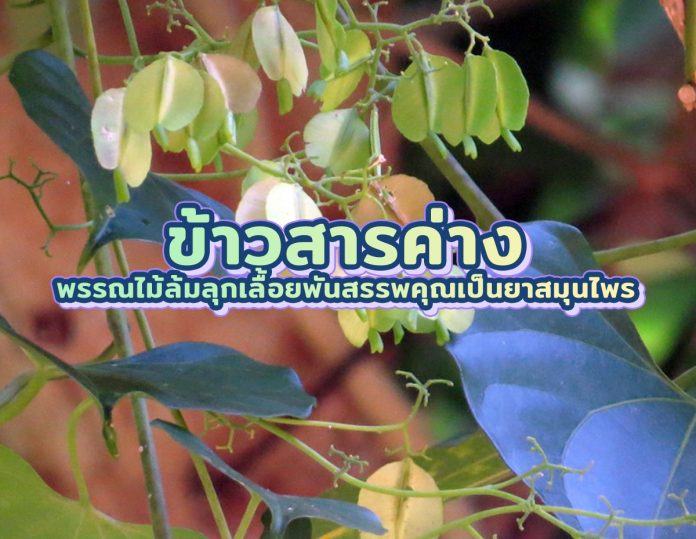 ข้าวสารค่าง