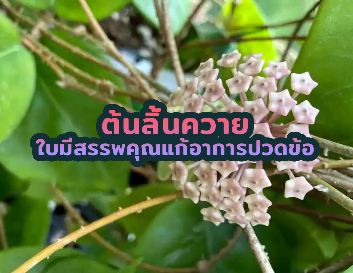 ต้นลิ้นควาย