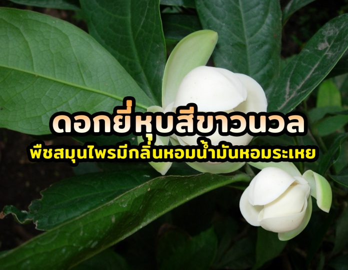 ดอกยี่หุบ