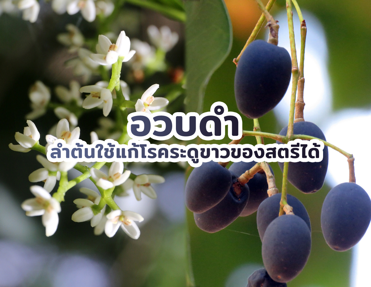 อวบดำ