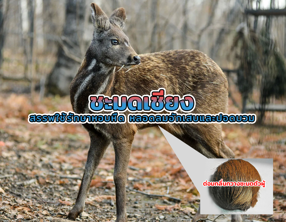 ชะมดเชียง สรรพใช้รักษาหอบหืด หลอดลมอักเสบและปอดบวม