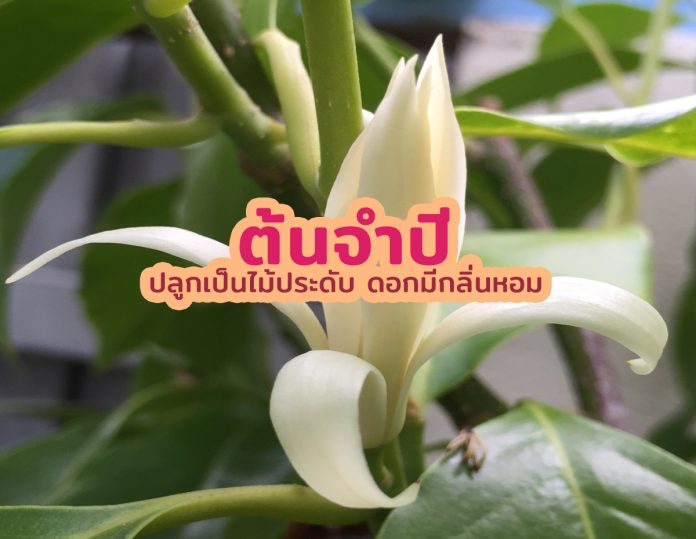 ต้นจำปี