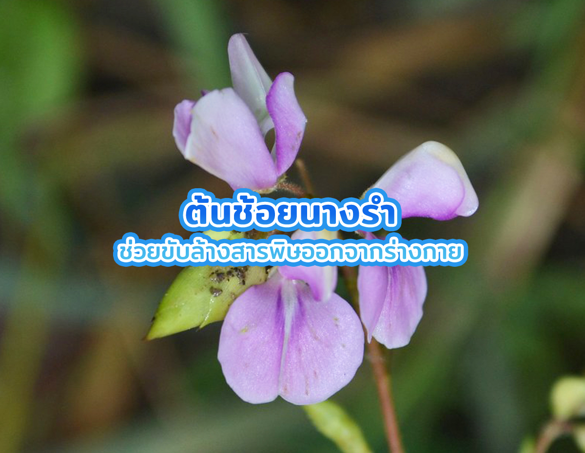 ช้อยนางรำ