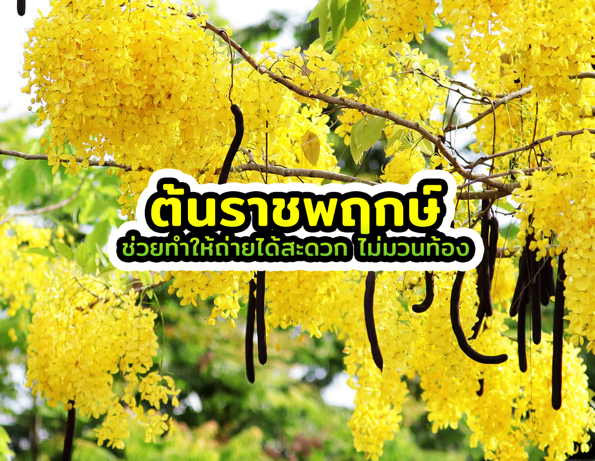 ราชพฤกษ์