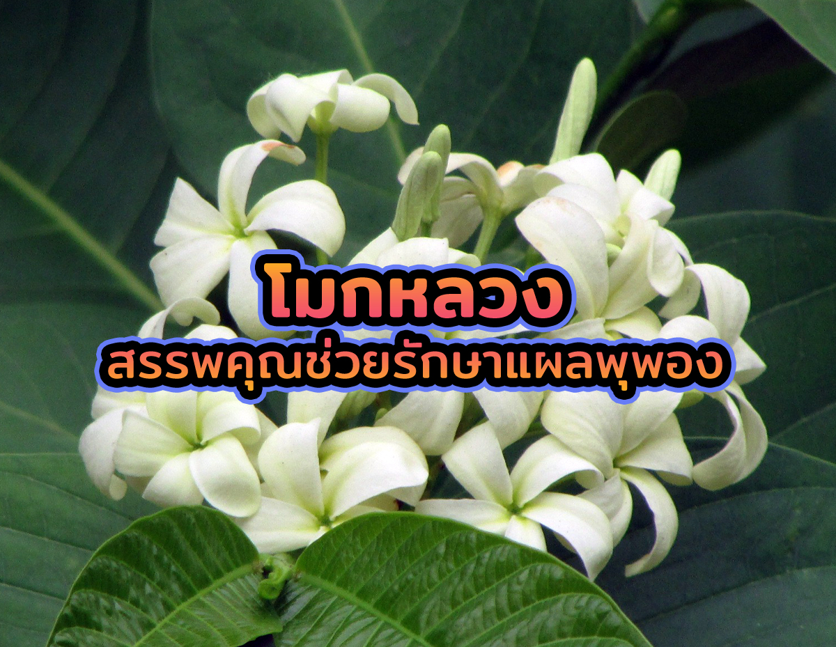 โมกหลวง