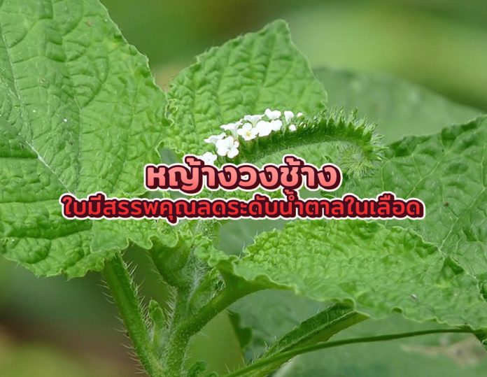 หญ้างวงช้าง ใบมีสรรพคุณลดระดับน้ำตาลในเลือด