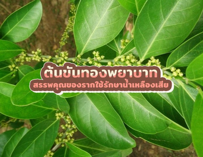 ขันทองพยาบาท