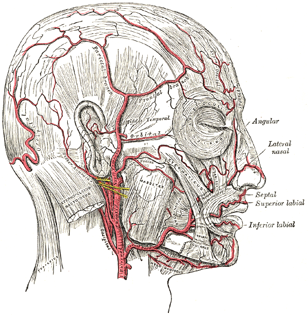 เส้นเลือด Middle Temporal Artery บริเวณขมับ